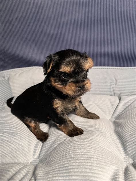 Yorkshire Terrier ZKwP FCI York Ostróda OLX pl