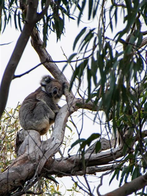 Curiosidades Sobre Los Koalas Que Seguramente No Sab As