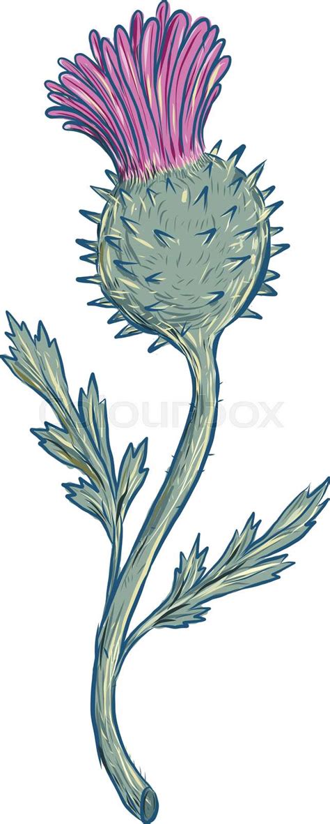 Scottish Thistle Drawing Stock Vector Colourbox