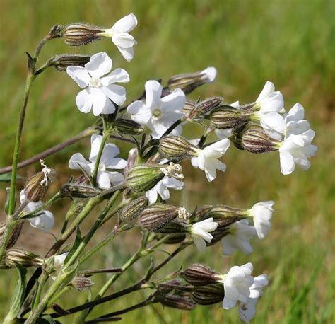 Where And How To Grow White Campion Silene Alba Meadowmania Uk