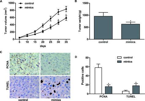 Mir D Suppresses The Progression Of Breast Cancer Via Lncrna Hnf A