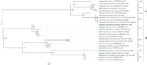 Phylogenetic Tree Of Wolbachia In Y Flavovittatus Mn And Other