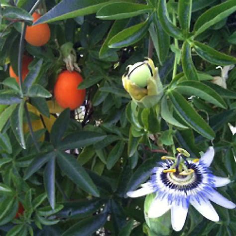 Passiflora Caerulea Grenadille Fleur De La Passion Pépinières Lepage Bretagne Bord De Mer