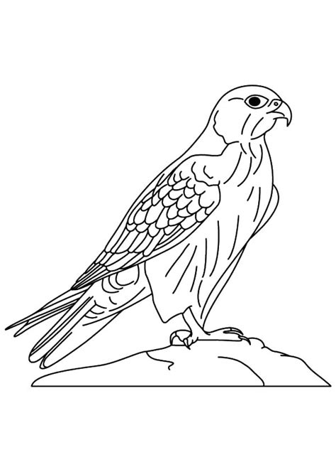 Peregrine Falcon Coloring Page Coloring Pages