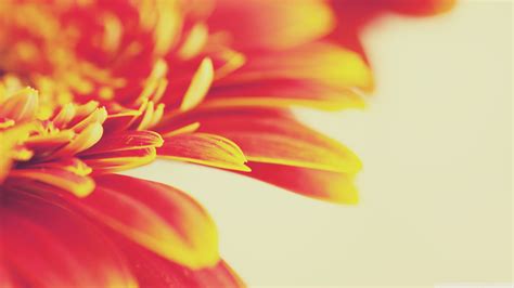 1920x1080 Resolution Close Up Photo Of Red Flowers Nature Macro