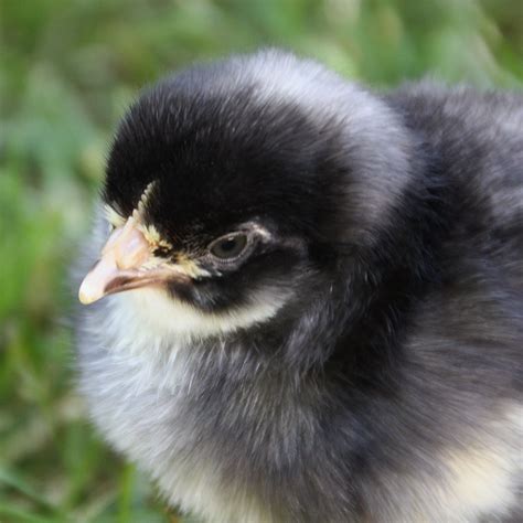 Murray Mcmurray Hatchery Barred Rock