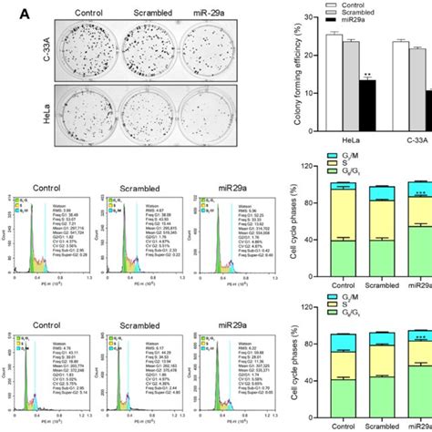 Ectopic MiR 29a Expression Restrains Cell Proliferation And Cell Cycle