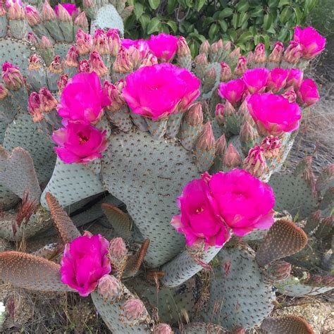 Beavertail Cactus Soft Care For Tough Plants