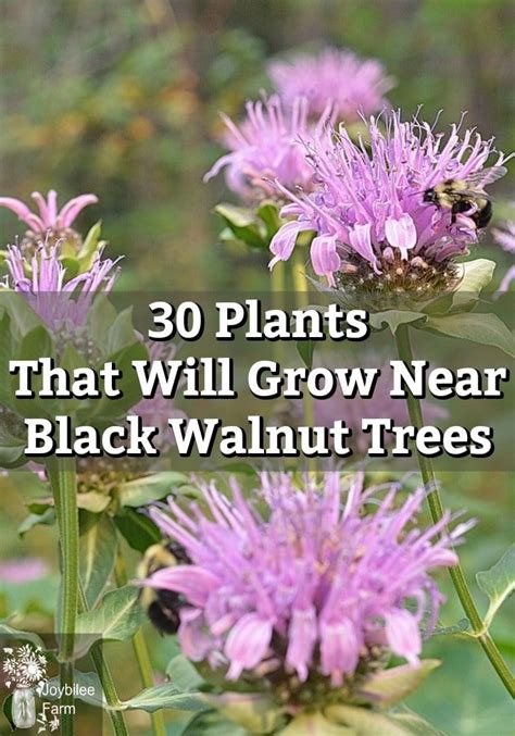 Plants That Will Grow Near Black Walnut Trees In Zone Artofit