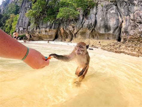 Monkey Beach Thailand Unveiling Paradise Phuket Island Guide