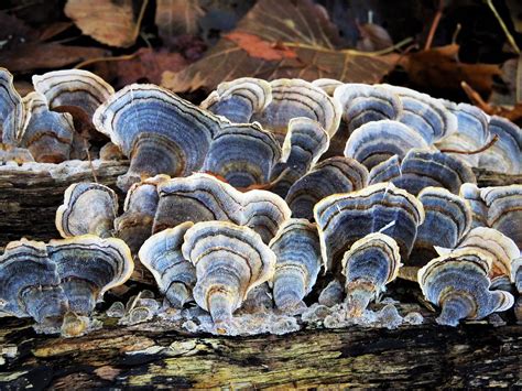 Pretty Turkey Tail Fungus Photograph by Lori Frisch - Fine Art America