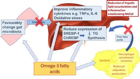 Figure 2 From Omega 3 Fatty Acids And Non Alcoholic Fatty Liver Disease