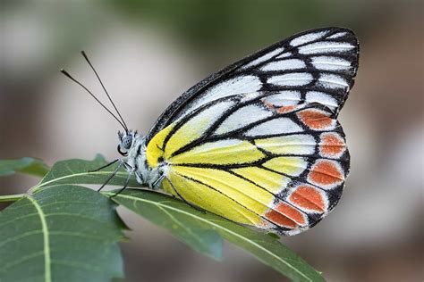 Free picture: insect, wildlife, butterfly, nature, colorful, macro, invertebrate, animal