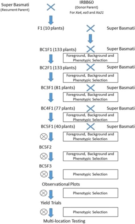 Marker Assisted Backcross Breeding Scheme Download Scientific Diagram