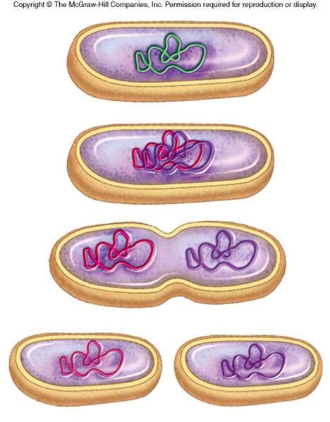 Binary Fission In Bacteria Diagram