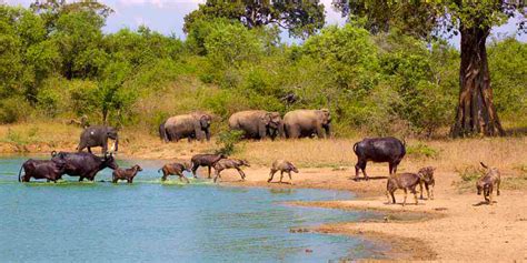 Udawalawe Safari Day Tour From Galle Lanka Tour Experts