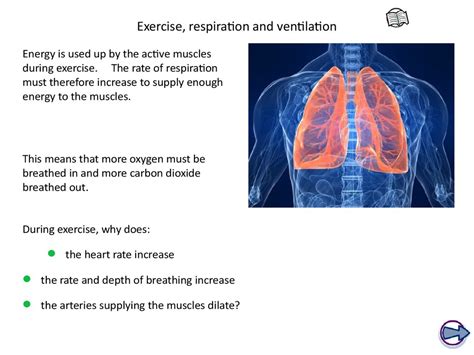 Ks Biology The Breathing System