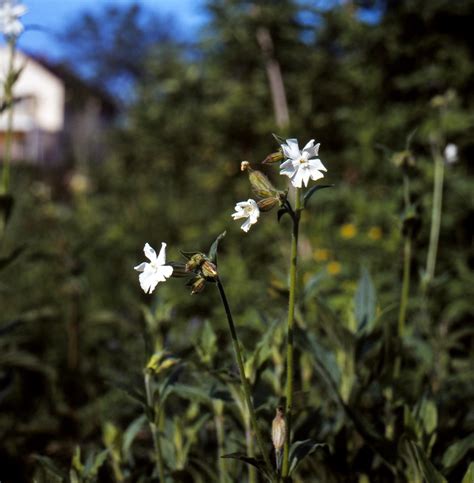 Silene Latifolia Poir Subsp Alba Mill Greuter Burde Flickr