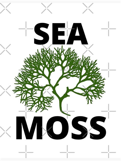 Sea Moss Irish Moss Poster For Sale By Wegotthat Redbubble