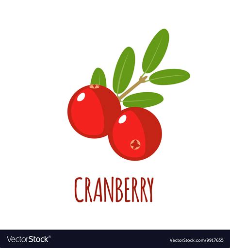 Cranberry Icon In Flat Style On White Background Vector Image