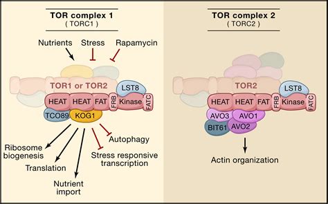 Tor Signaling In Growth And Metabolism Cell