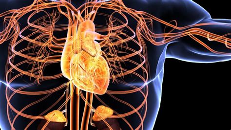 British Journal Of Nursing The Cardiovascular System And Associated Disorders