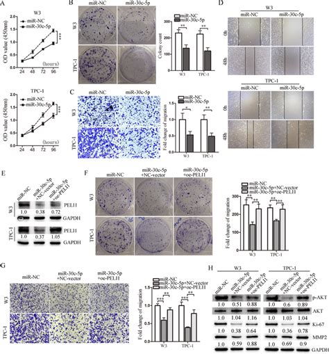 Mir 30c 5p Inhibits Ptc Cell Proliferation And Migration By