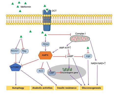 The general mechanism underlying the hypoglycemic effects of metformin ...