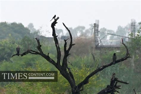 Yamuna Biodiversity Park Feature Photo Yamuna Biodivers...