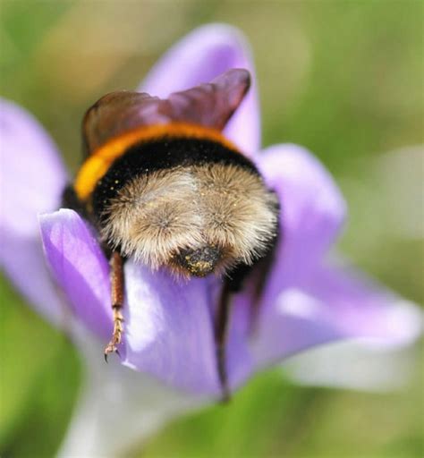 The Worlds Greatest Gallery Of Bumblebee Butts