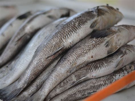 Feira Do Peixe Acontece Em Diversos Pontos De Rio Grande Jornal