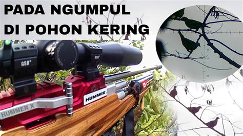 Masih Betah Dengan Spot Ini Berburu Punai Gunung Awn Slug Gr