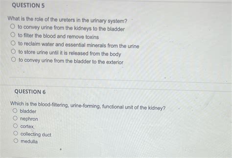 Solved Question 5 What Is The Role Of The Ureters In The Urinary System O Course Hero