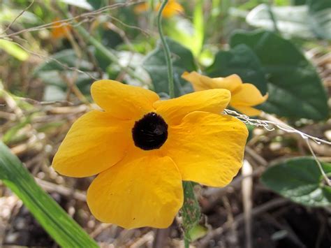 Climbing Plants With Yellow Flowers - maybethistime-leahmarie