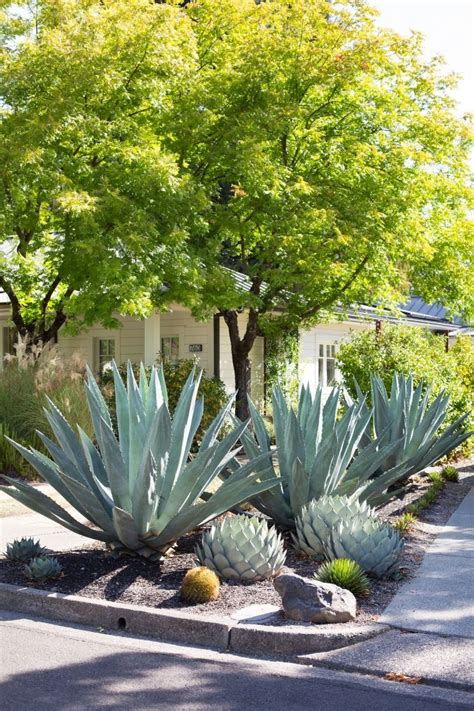 Pin by Julio Ceballos on Jardinería in 2024 Succulent landscaping