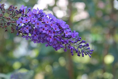 How to Prune a Butterfly Bush - Backyard Boss