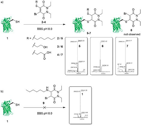 A Reaction Between Bromo Thio PD Species 24 And GFPS147C 1 To Form