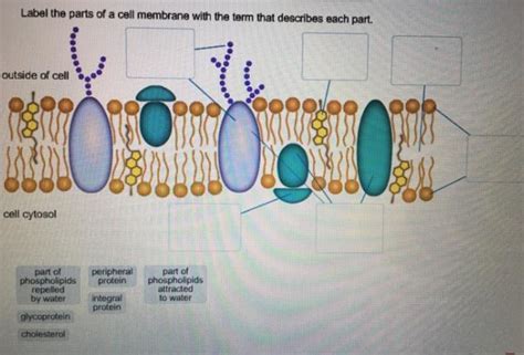 Label The Parts Of A Cell Membrane With The Term That Describes Each