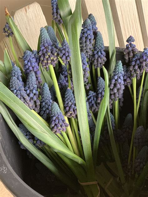 Tall Muscari | Muscari, Celery, Vegetables