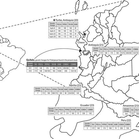 Variants of P. falciparum genetic lineage E found in Quibdo, Choco ...