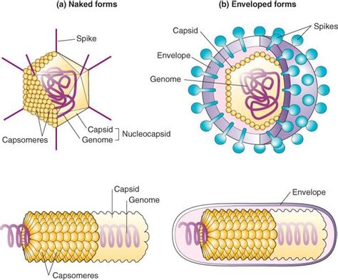 Types of viruses and their structure. | Download Scientific Diagram