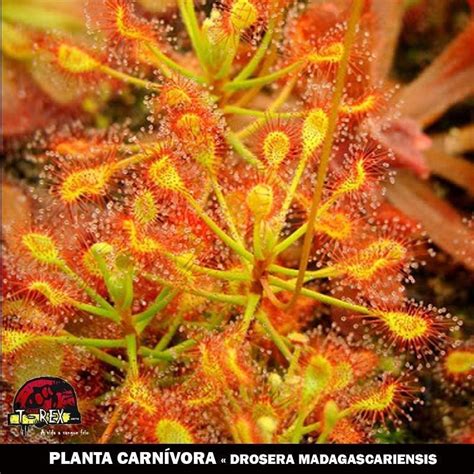 Compre Agora Planta Carnívora Drosera Madagascariensis