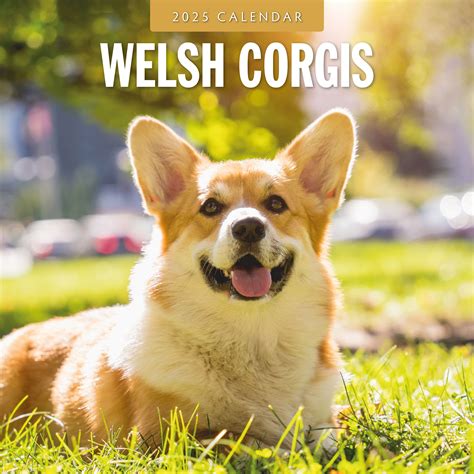 2025 Welsh Corgis Square Wall Calendar