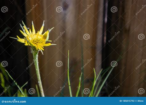 Yellow Salsify Flower Blooming Wildflower Stock Photo Image Of Garden