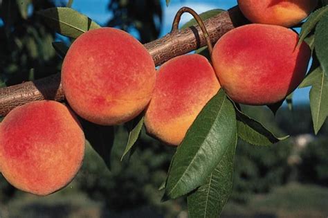 Redhaven Peach Peach Trees Stark Bros