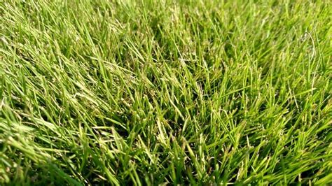 Cavalier Zoysia Grass The Grass Store Zoysia Grass Turf Grass Grass