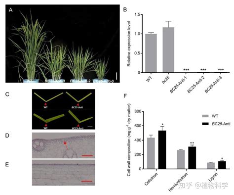 中国水稻研究所稻种资源团队鉴定水稻茎秆脆性调控基因bc25 知乎