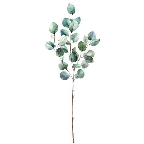 Watercolor Eucalyptus Branch Illustration Premium Ai Generated Psd