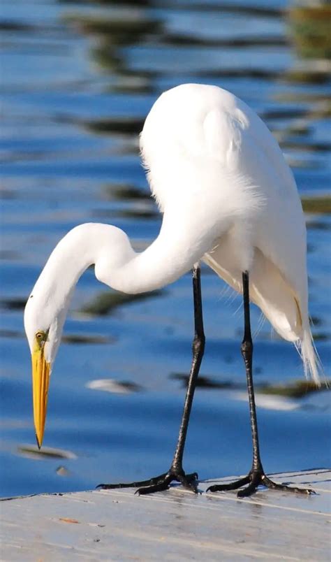 GARZA BLANCA Características Alimentación Reproducción y más