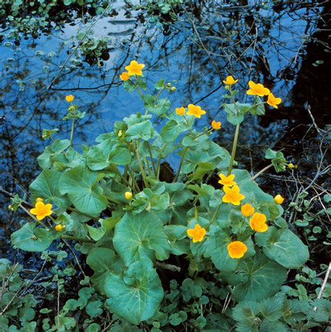 Caltha Palustris L Sumpf Dotterblume Marsh Marigold Flickr